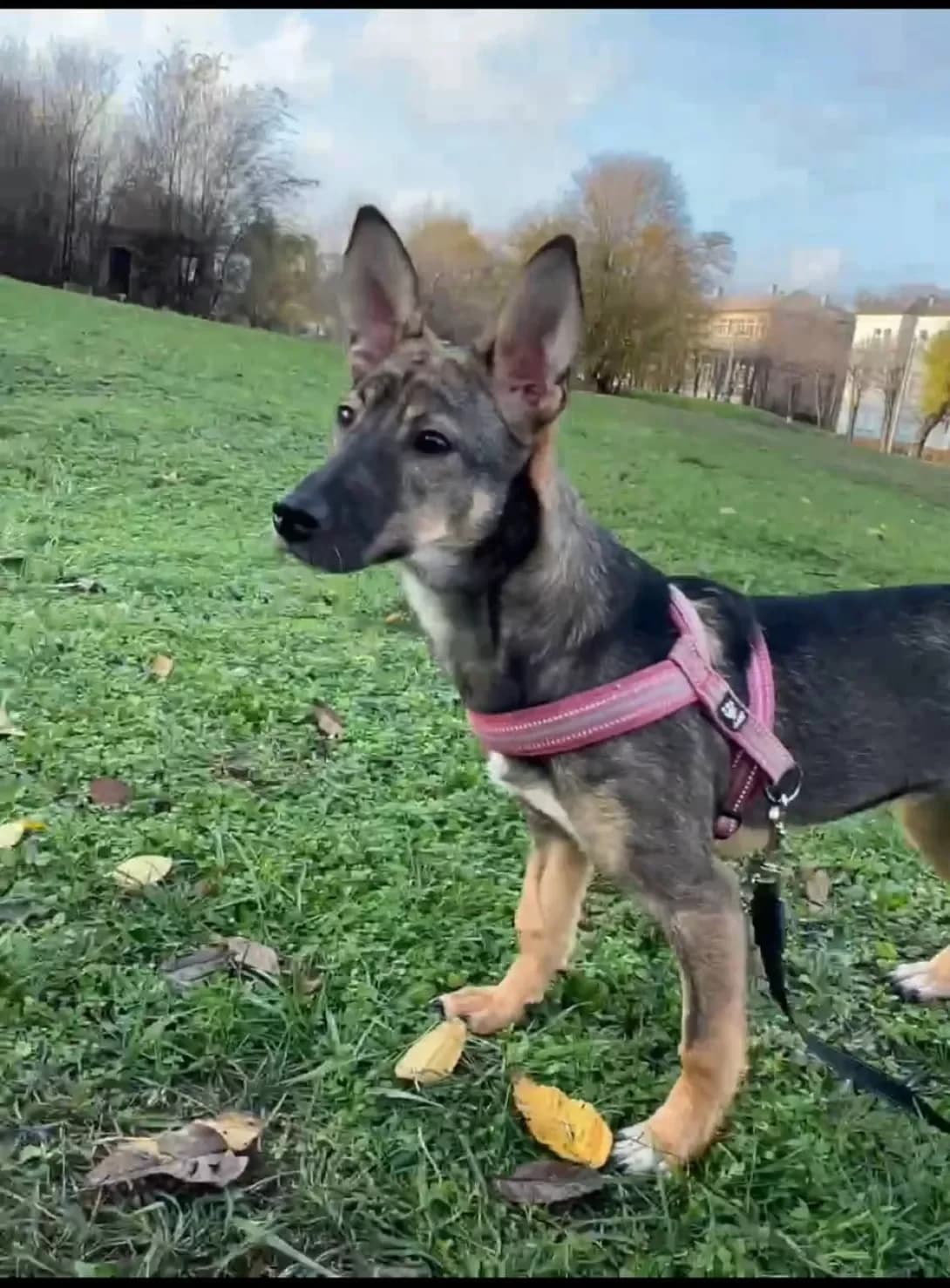 Monika (Моніка), female young Mixed Breed for adoption at Happy Paw Dnipro