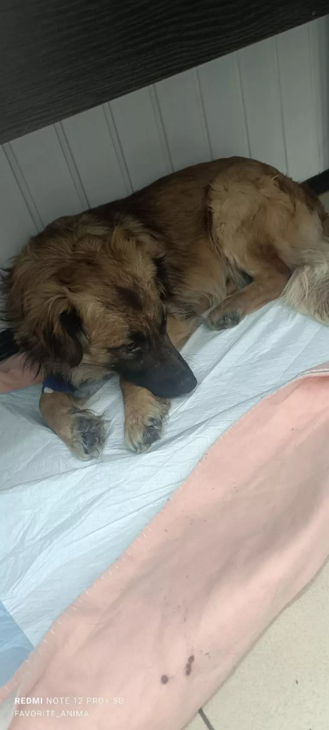 Nemo (Немо), Mixed Breed (Happy Paw Dnipro)