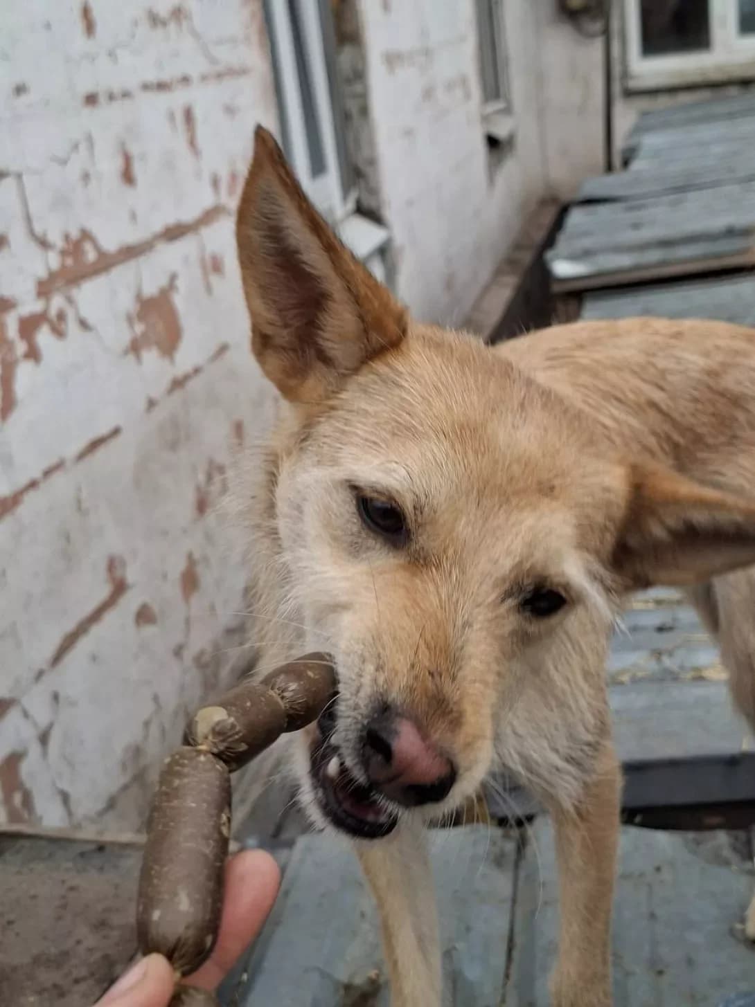 Alyaska (Аляска), Mixed Breed (Happy Paw Dnipro)