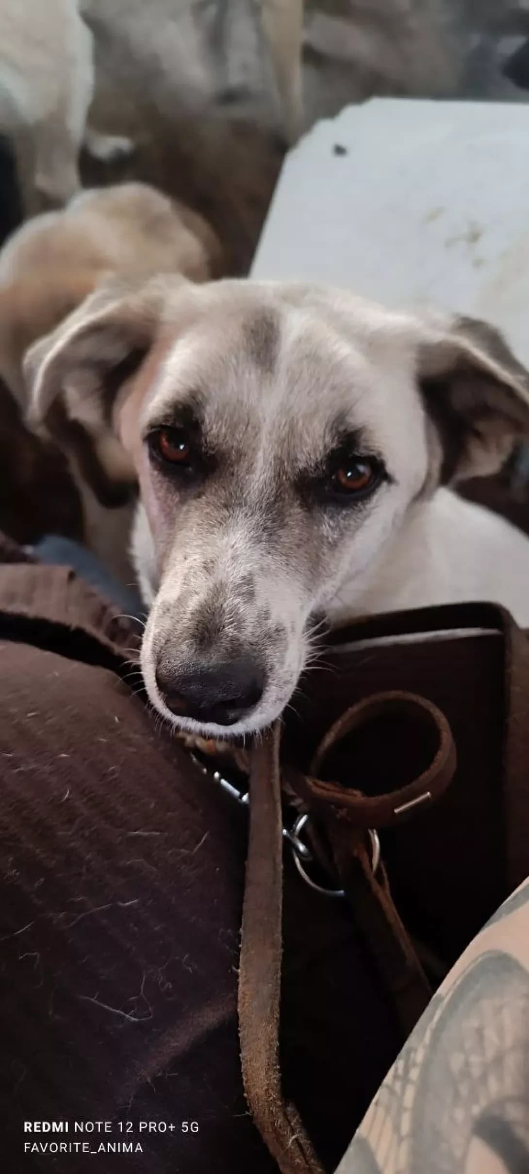 Masha (Маша), Mixed Breed (Happy Paw Dnipro)