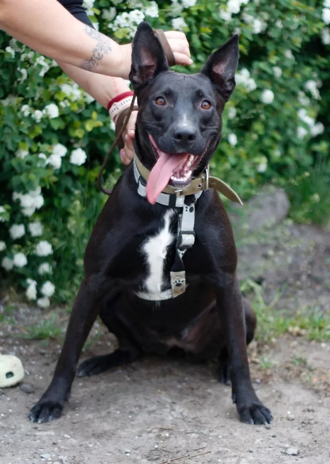 Dusya (Дуся), Mixed Breed (Happy Paw Dnipro)
