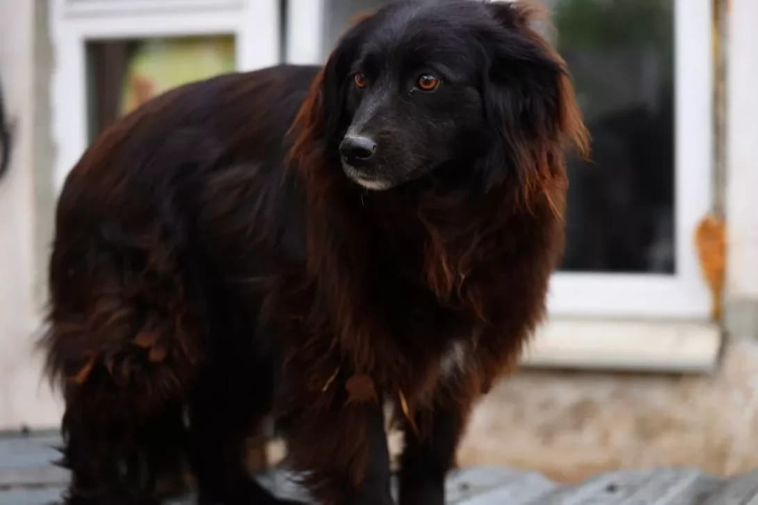 Dzhuliya (Джулія), Mixed Breed (Happy Paw Dnipro)