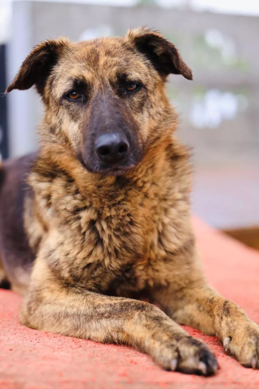 Tobias (Тобіас), Mixed Breed (Happy Paw Dnipro)