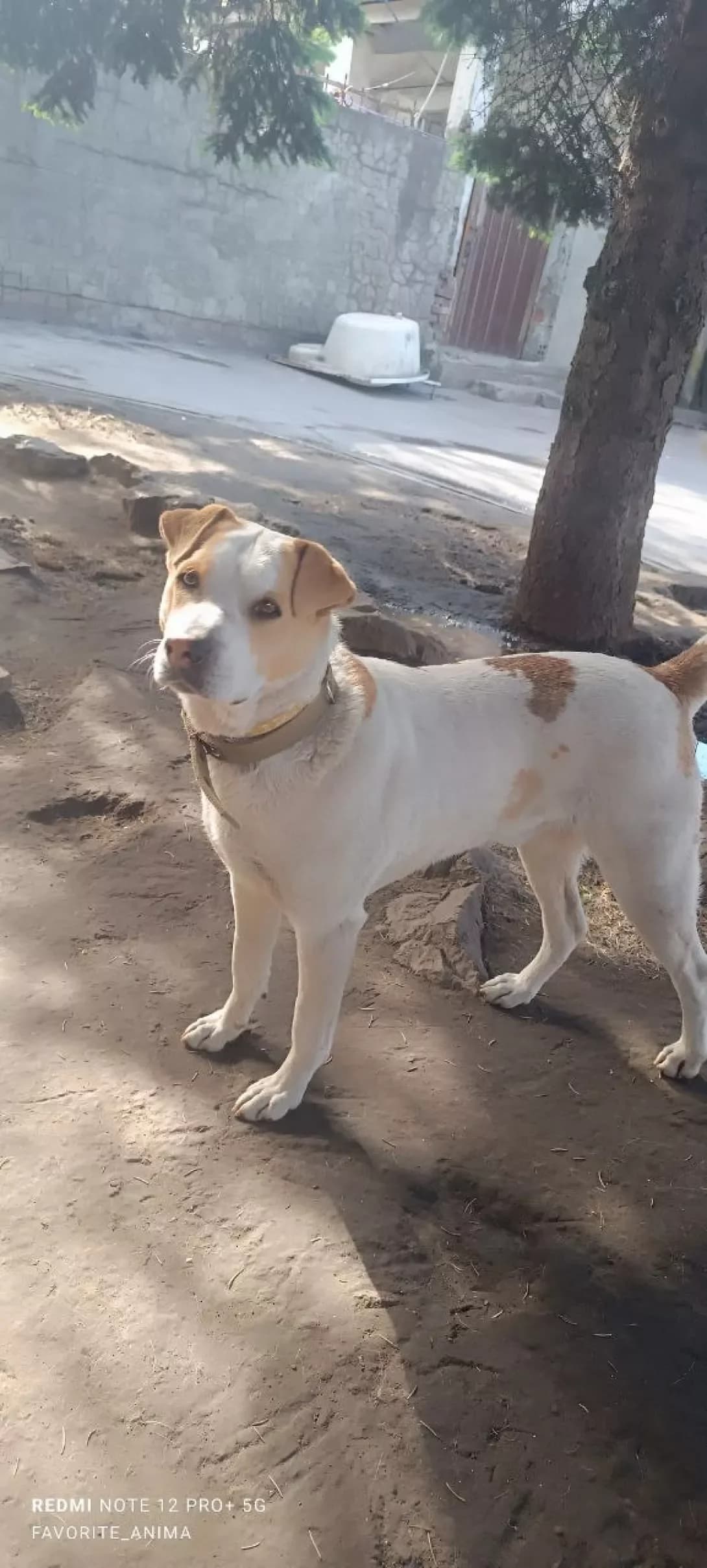 Maks (Макс), male young Staffordshire Bull Terrier for adoption at Happy Paw Dnipro