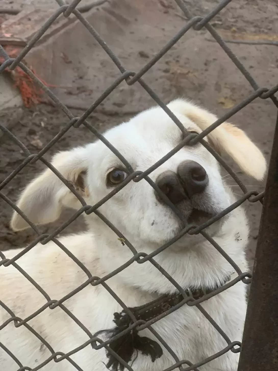 Nosik (Носік), Mixed Breed (Happy Paw Mykolaiv Oblast)