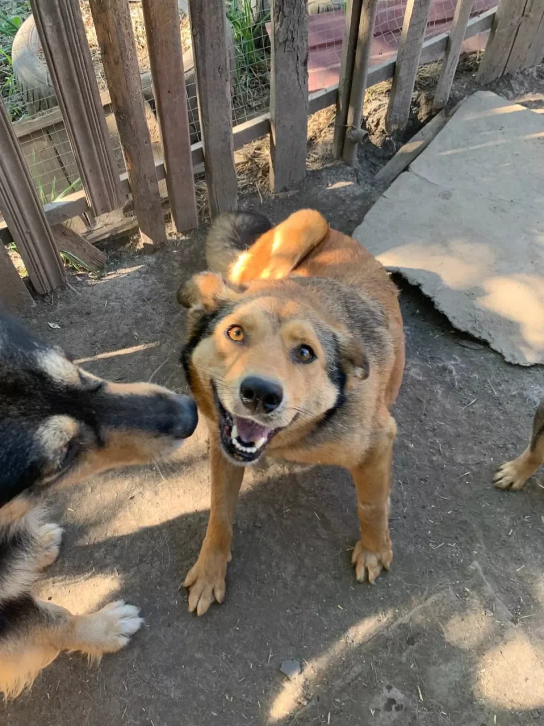 Laki (Лакі), Mixed Breed (Happy Paw Mykolaiv Oblast)