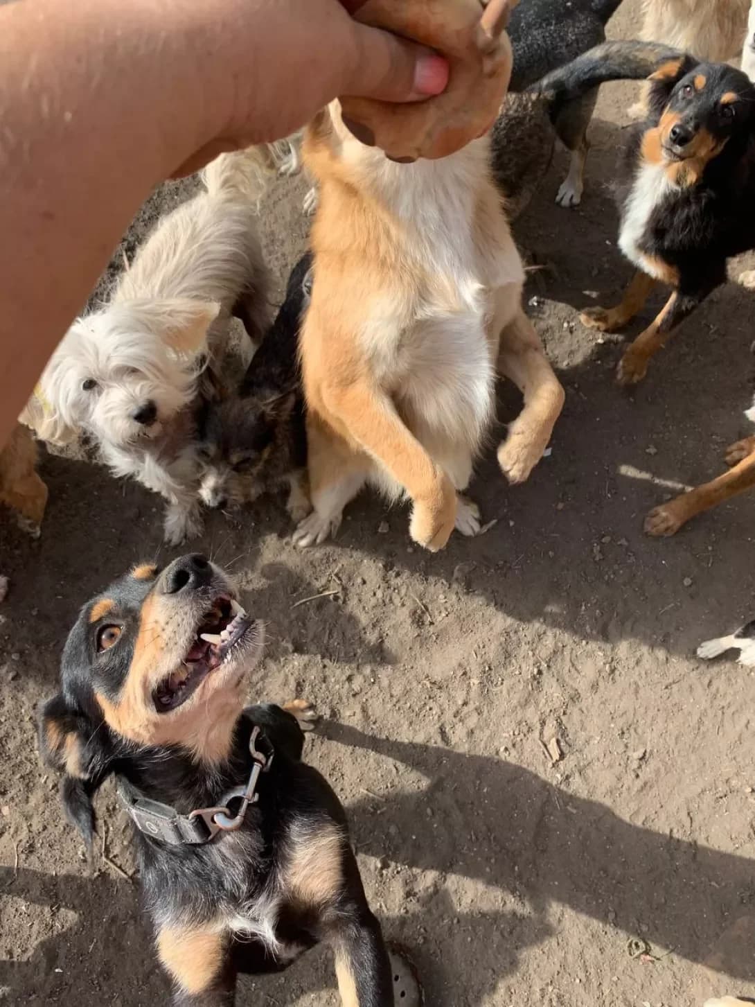 Dzho-Dzho (Джо-Джо), Mixed Breed (Happy Paw Mykolaiv Oblast)