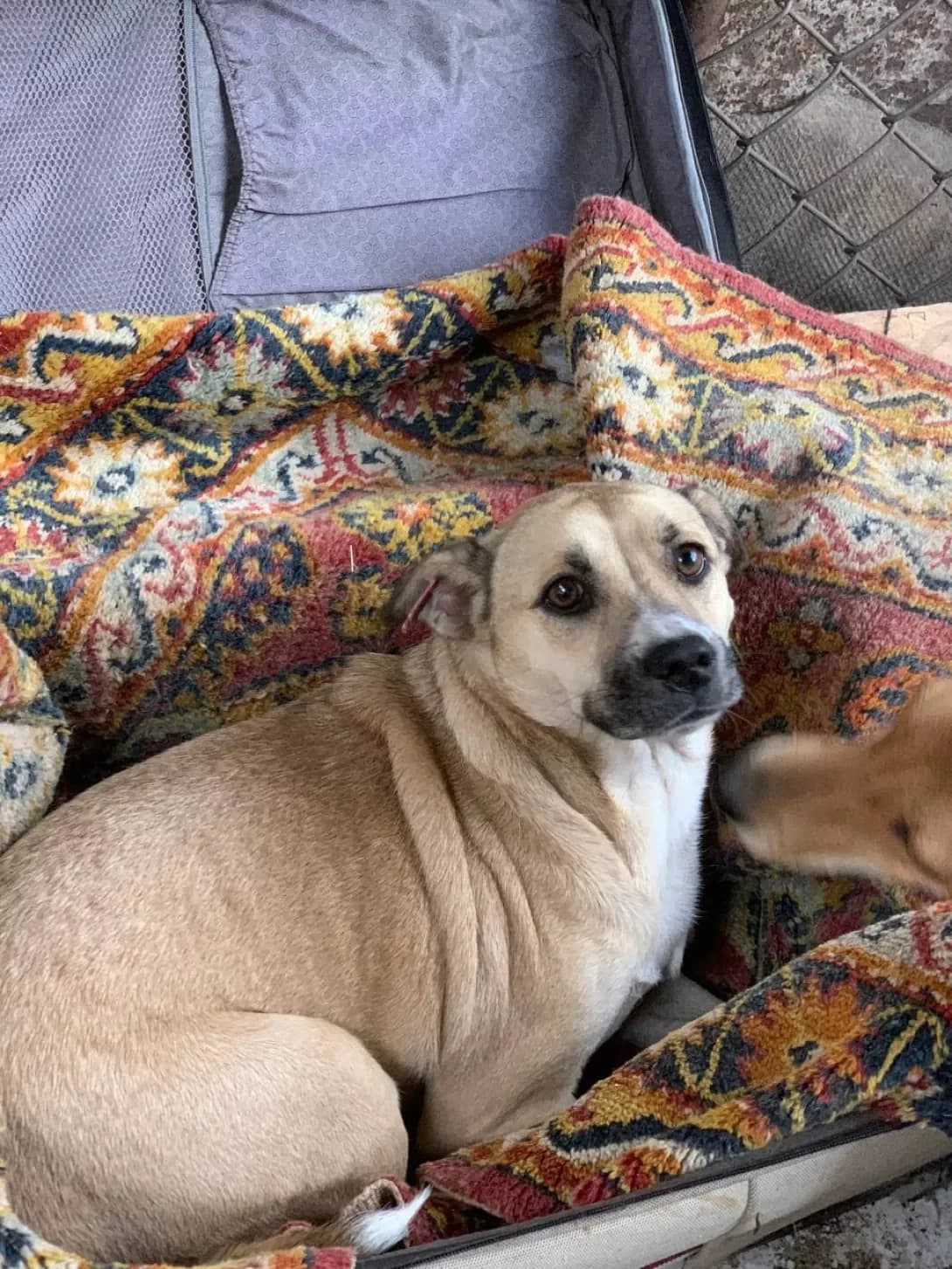 Elza (Ельза), female 3yo Mixed Breed for adoption at Happy Paw Mykolaiv Oblast