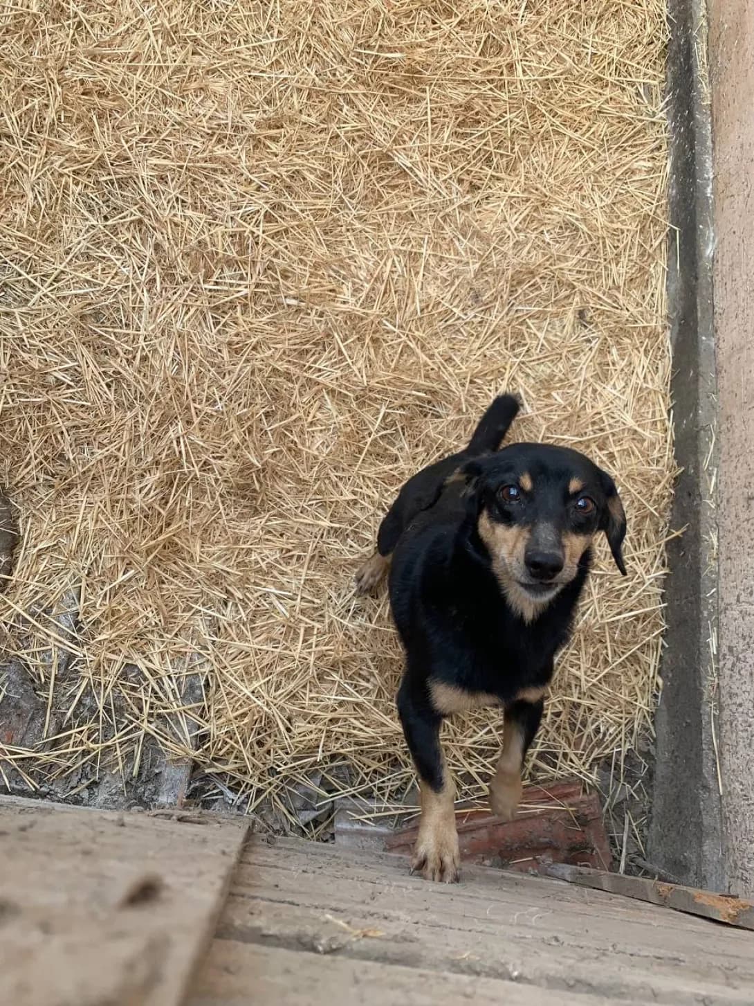Bolt (Болт), male 3yo Mixed Breed for adoption at Happy Paw Mykolaiv Oblast