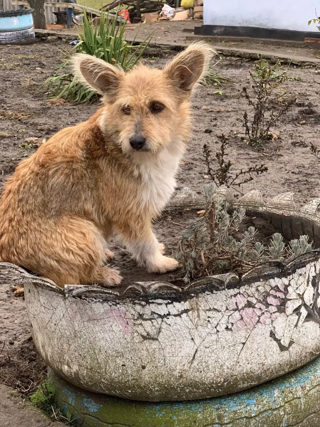 Korgi (Коргі), female 4yo Mixed Breed for adoption at Happy Paw Mykolaiv Oblast