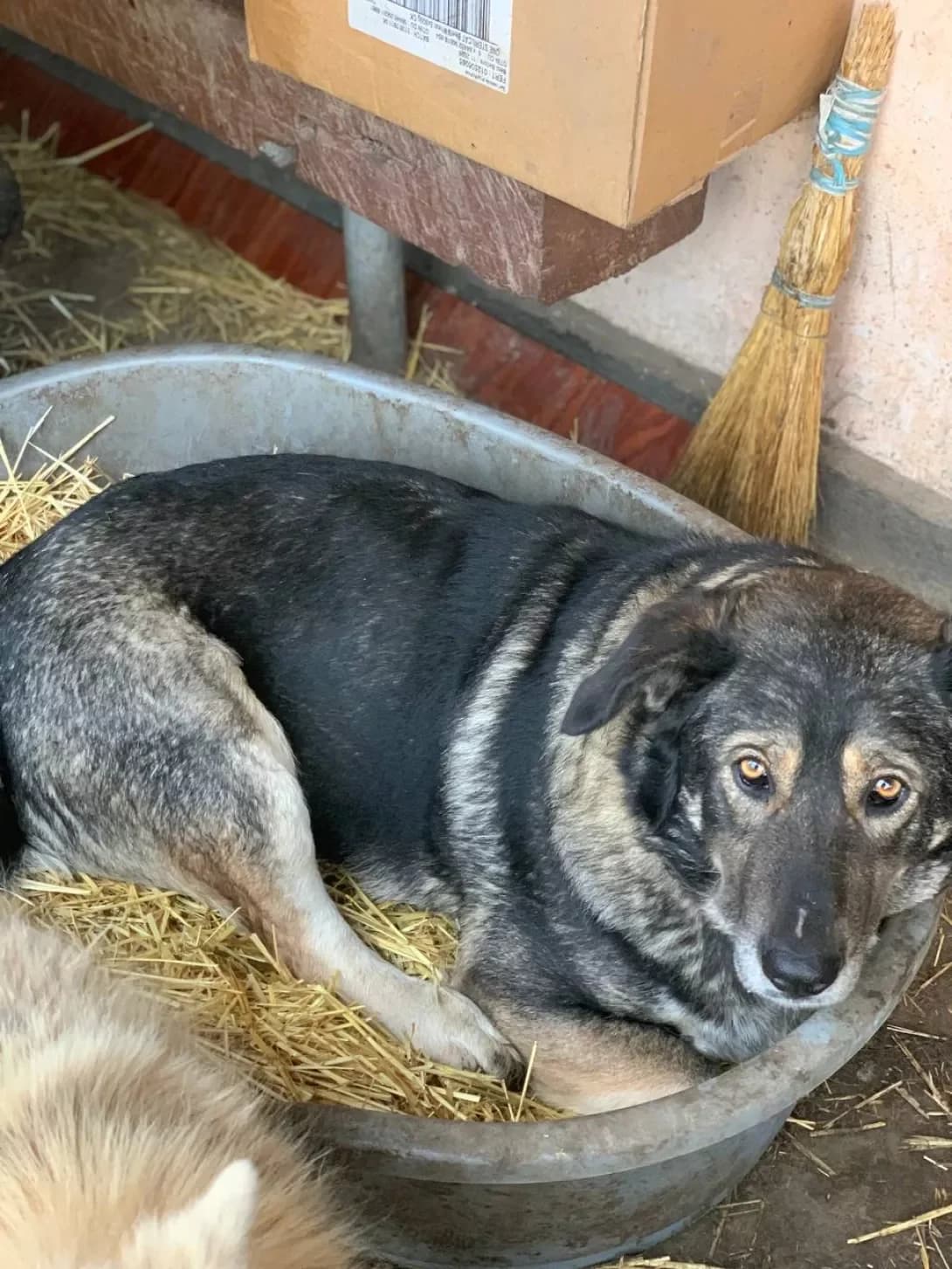 Gashik (Гашик), female 3yo Mixed Breed for adoption at Happy Paw Mykolaiv Oblast