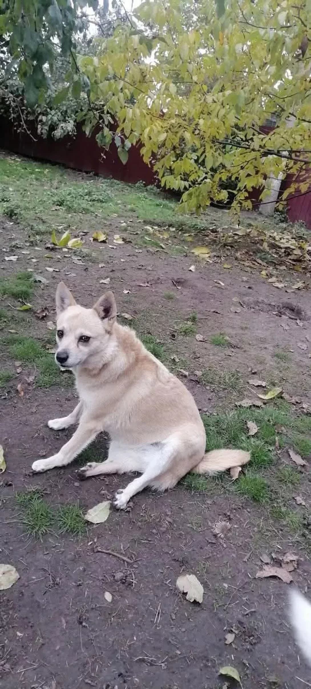 Alisa (Аліса), Mixed Breed (Happy Paw Cherkasy Oblast)