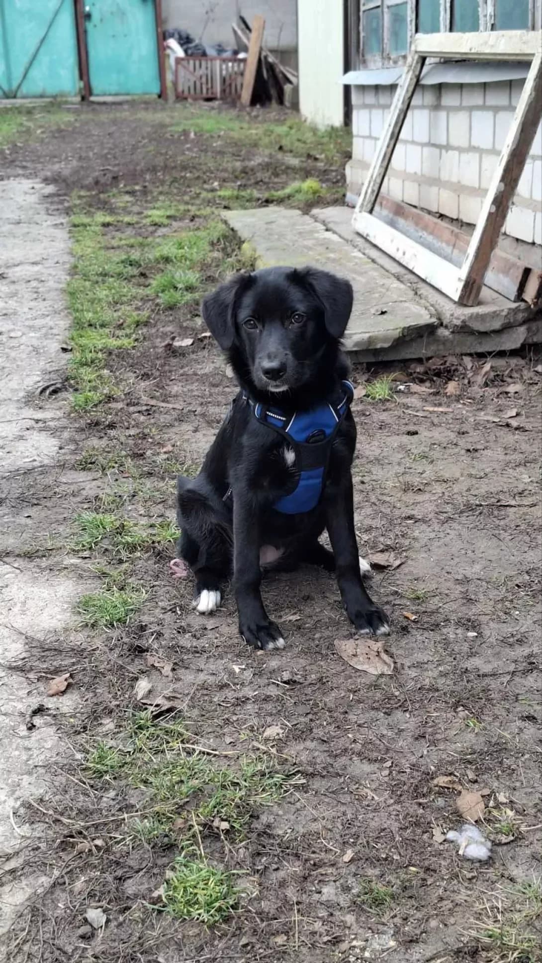 Kira (Кіра), Mixed Breed (Happy Paw Cherkasy Oblast)