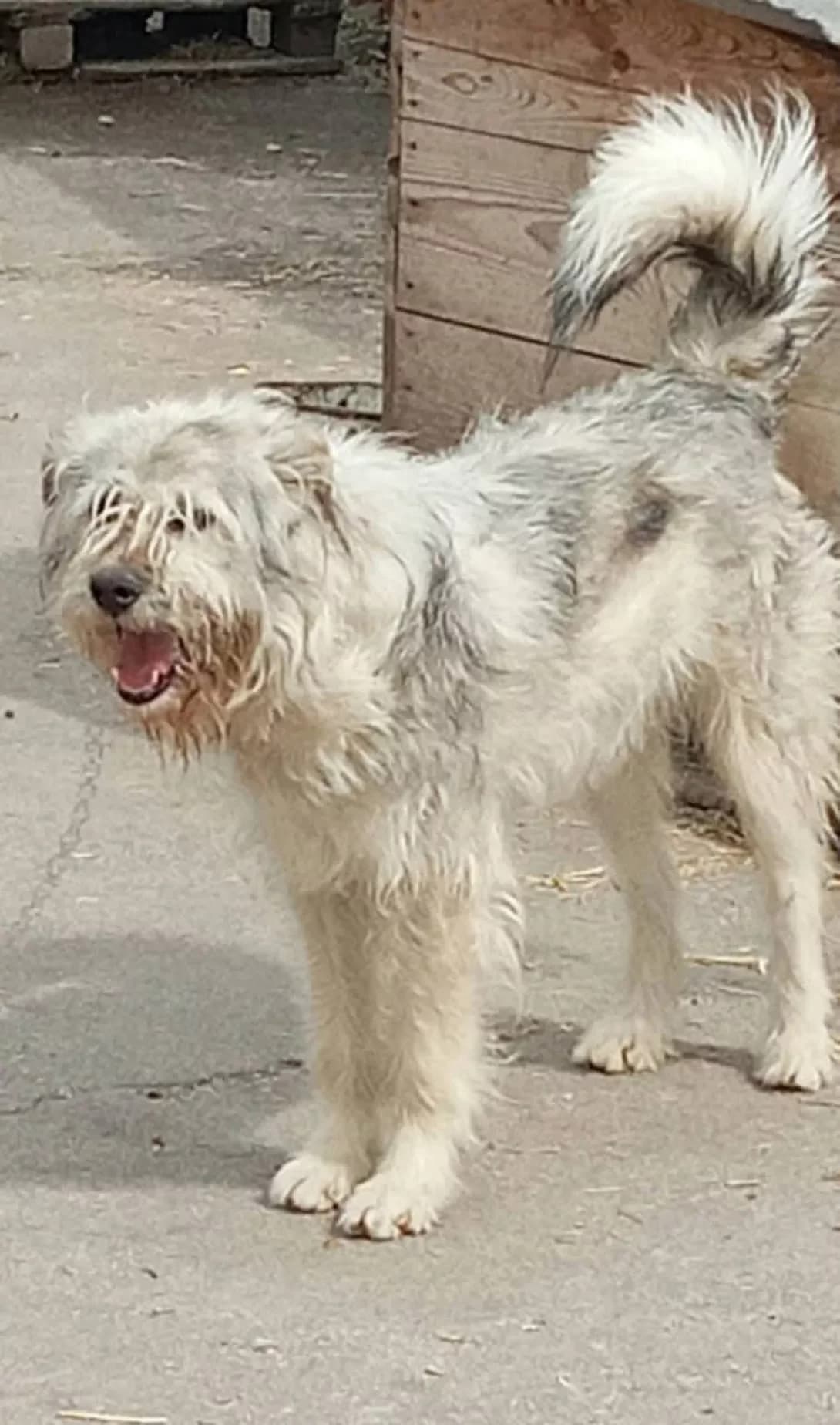 Zefir (Зефір), Mixed Breed (Happy Paw Dnipro)