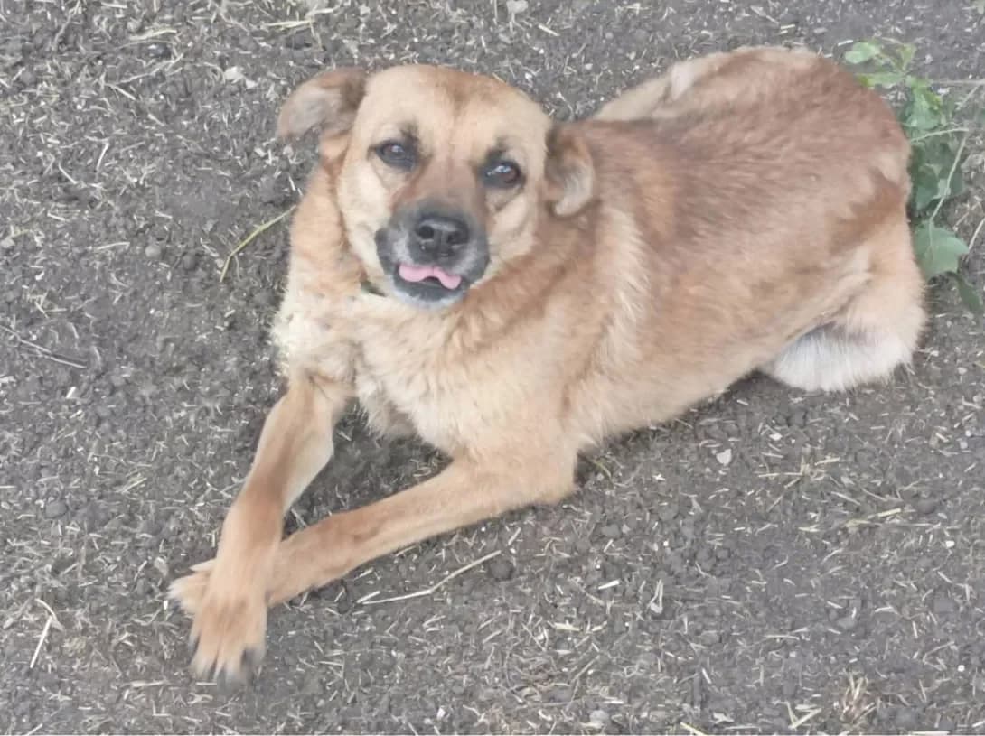 Valka (Валька), Mixed Breed (Happy Paw Dnipro)