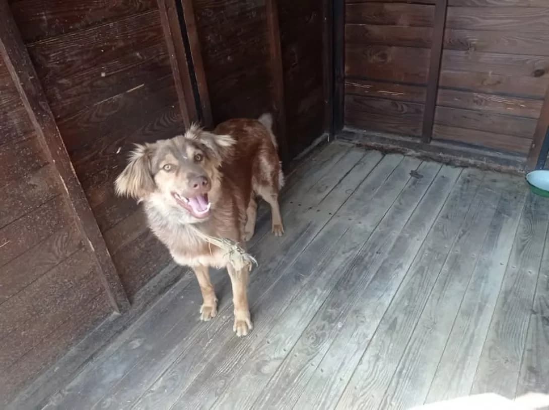 Kashtan (Каштан), Mixed Breed (Happy Paw Dnipro)