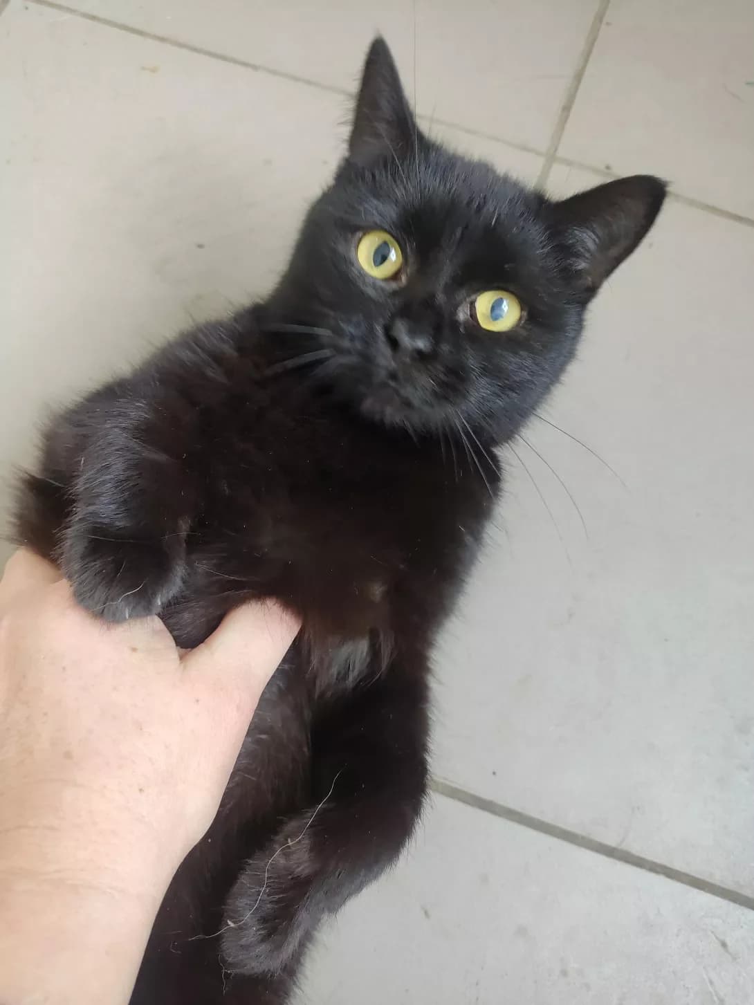 Boginya (Богиня), Mixed Breed (Happy Paw Dnipro)