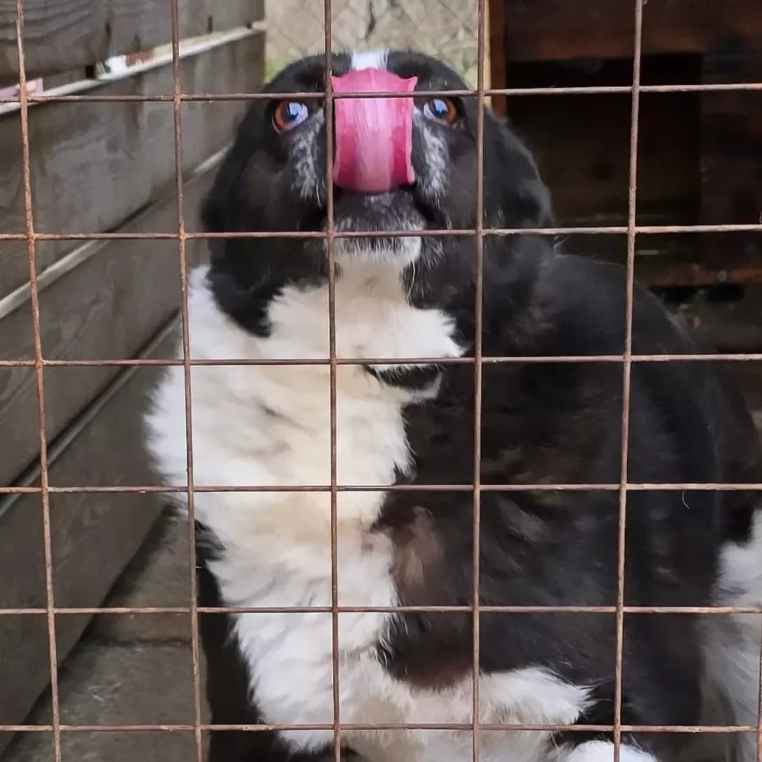 Kira (Кіра), female 6yo Mixed Breed for adoption at Happy Paw Kherson Oblast