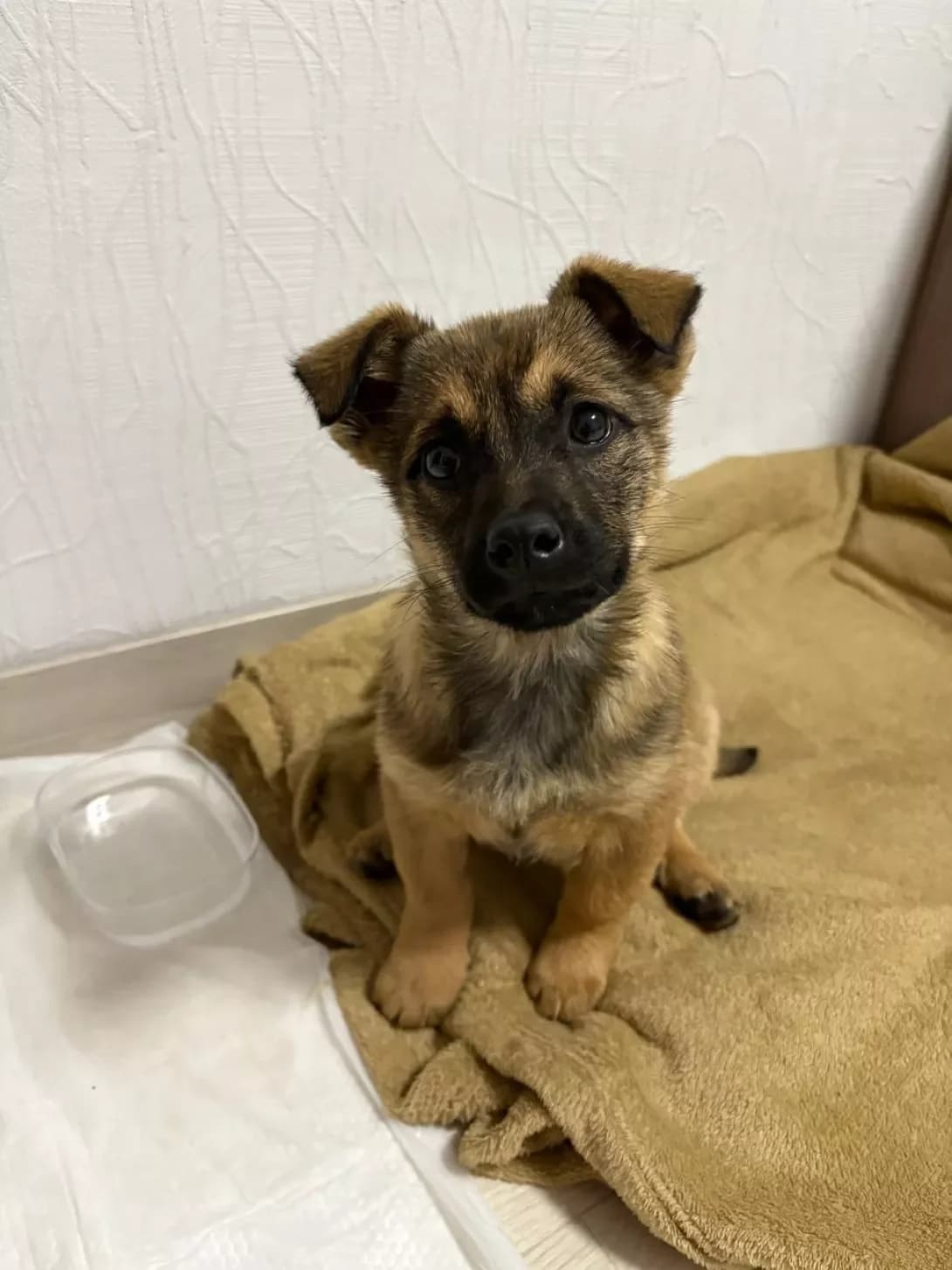 Lora (Лора), female puppy Mixed Breed for adoption at Happy Paw Chernivtsi Oblast