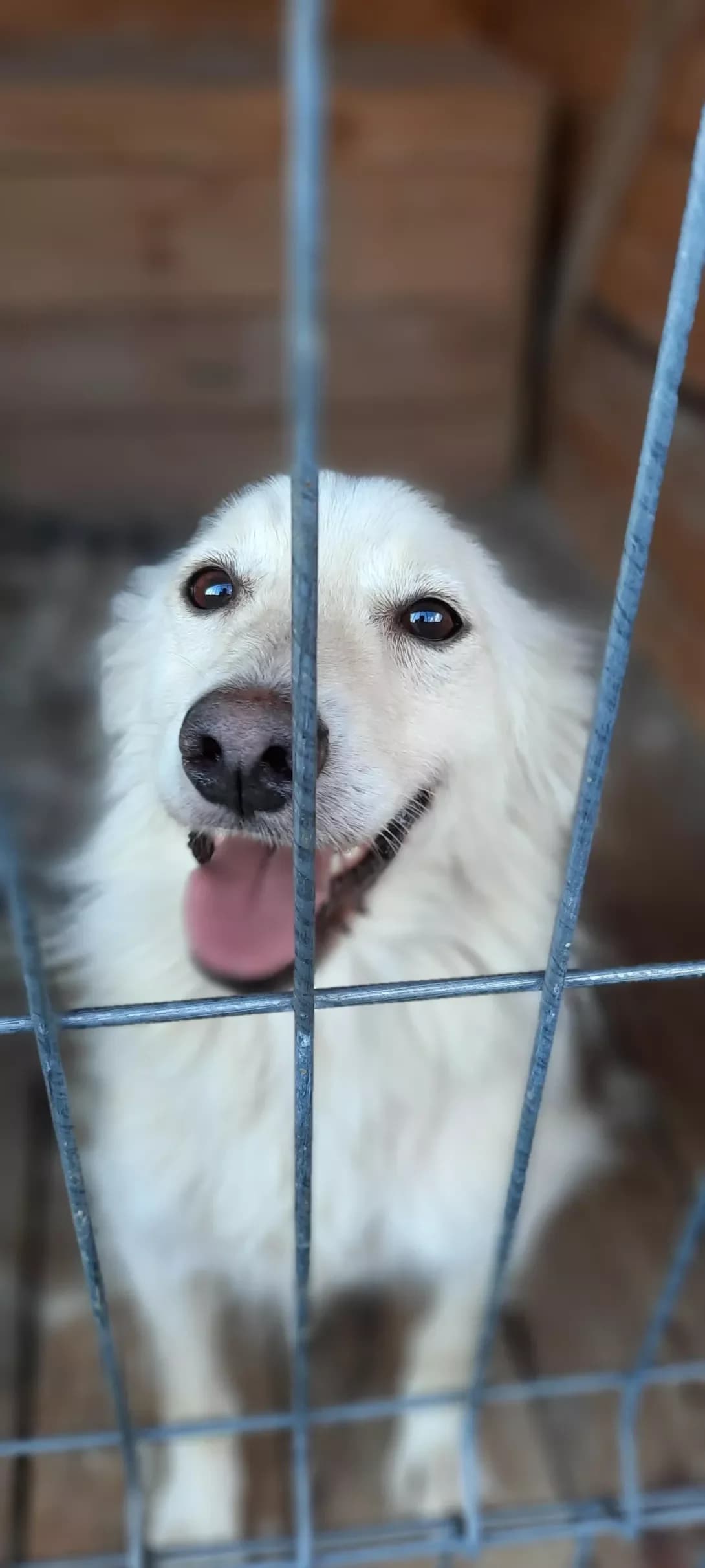 Roza (Роза), Mixed Breed (Happy Paw Kyiv Oblast)