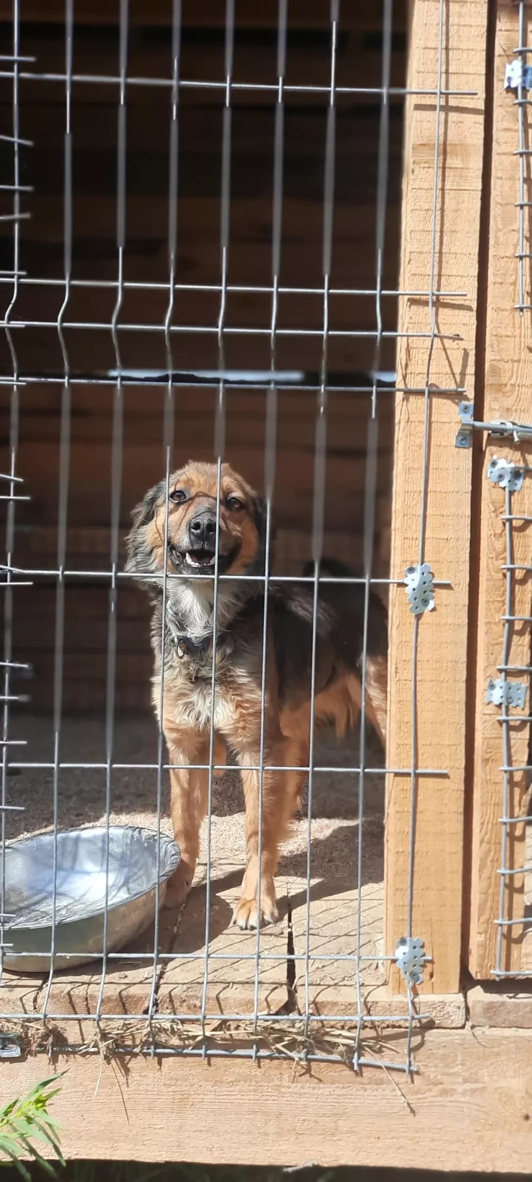 Dzhusi (Джусі), Mixed Breed (Happy Paw Kyiv Oblast)