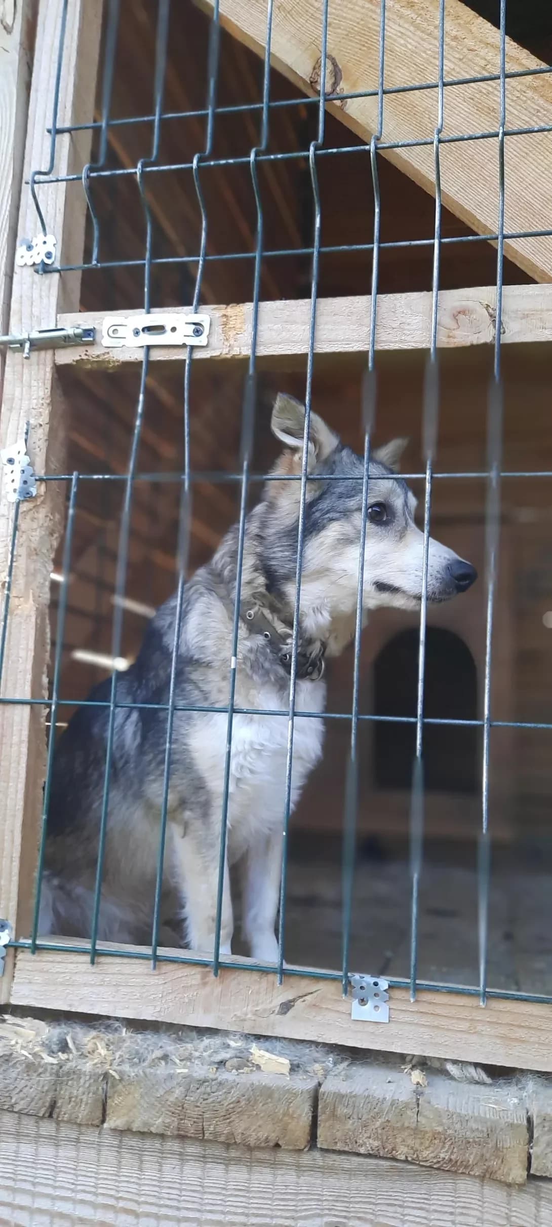 Vovchok (Вовчок), Mixed Breed (Happy Paw Kyiv Oblast)