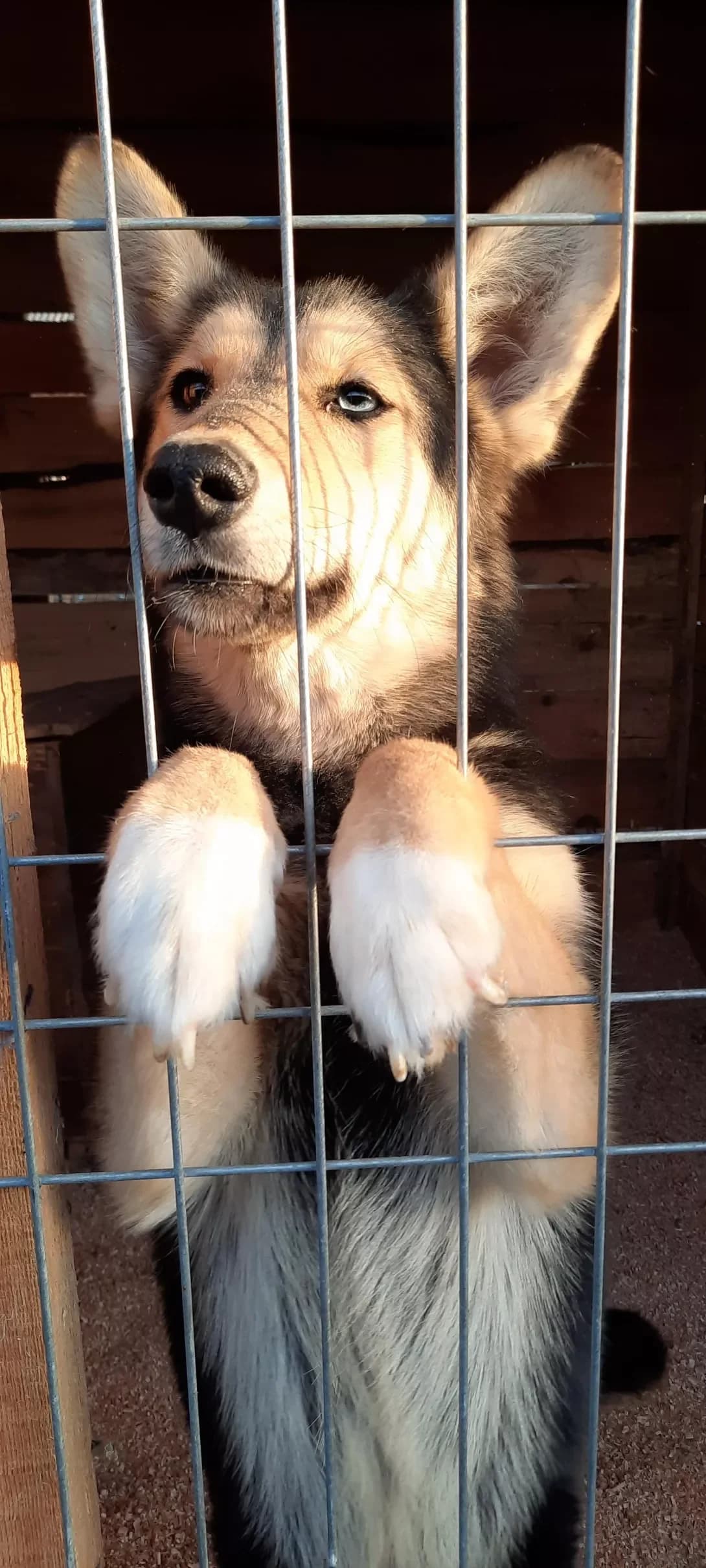 Sofiya (Софія), female 3yo Husky for adoption at Happy Paw Kyiv Oblast