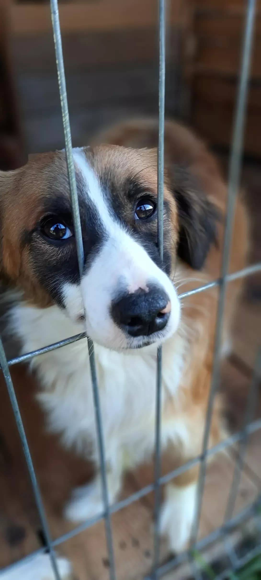 Lyubchik (Любчик), Mixed Breed (Happy Paw Kyiv Oblast)