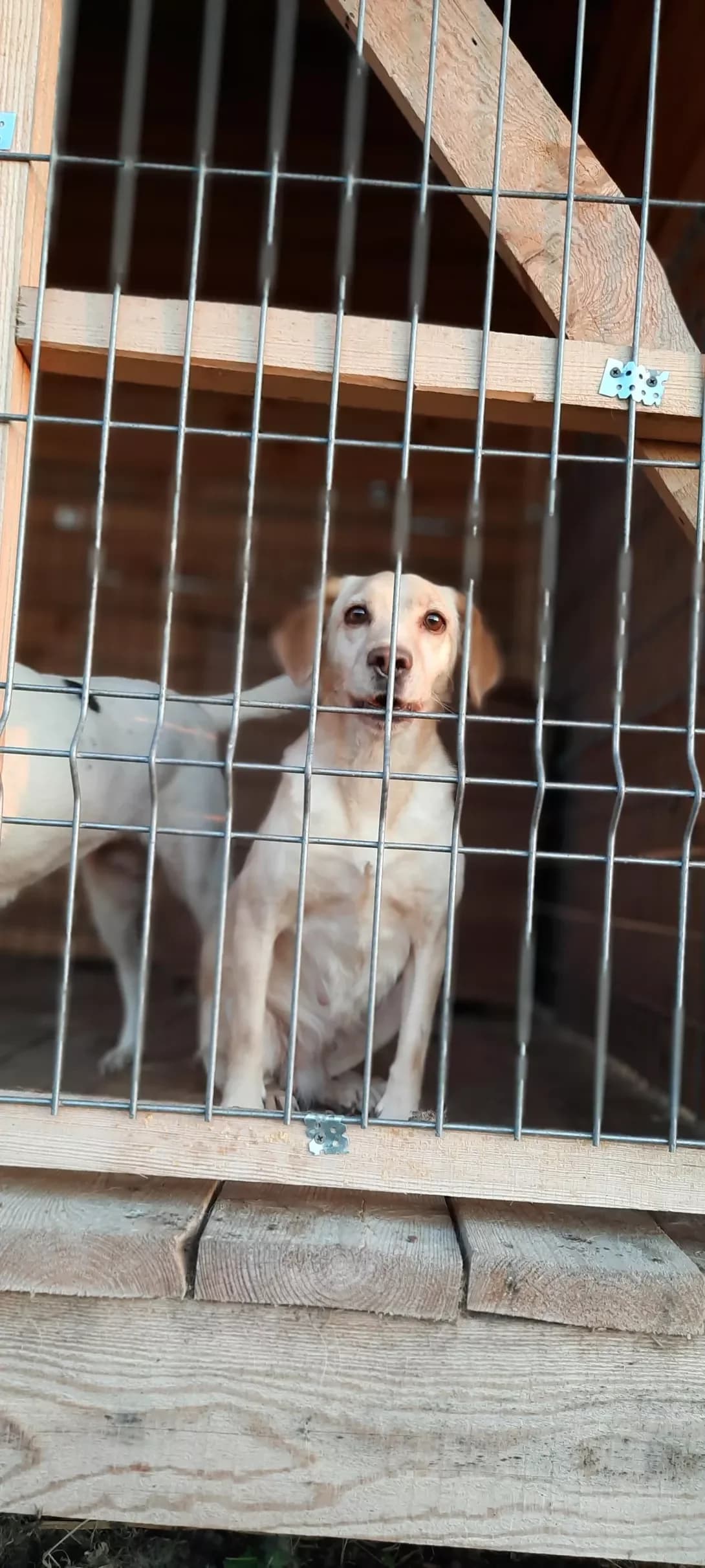 Lola (Лола), Mixed Breed (Happy Paw Kyiv Oblast)