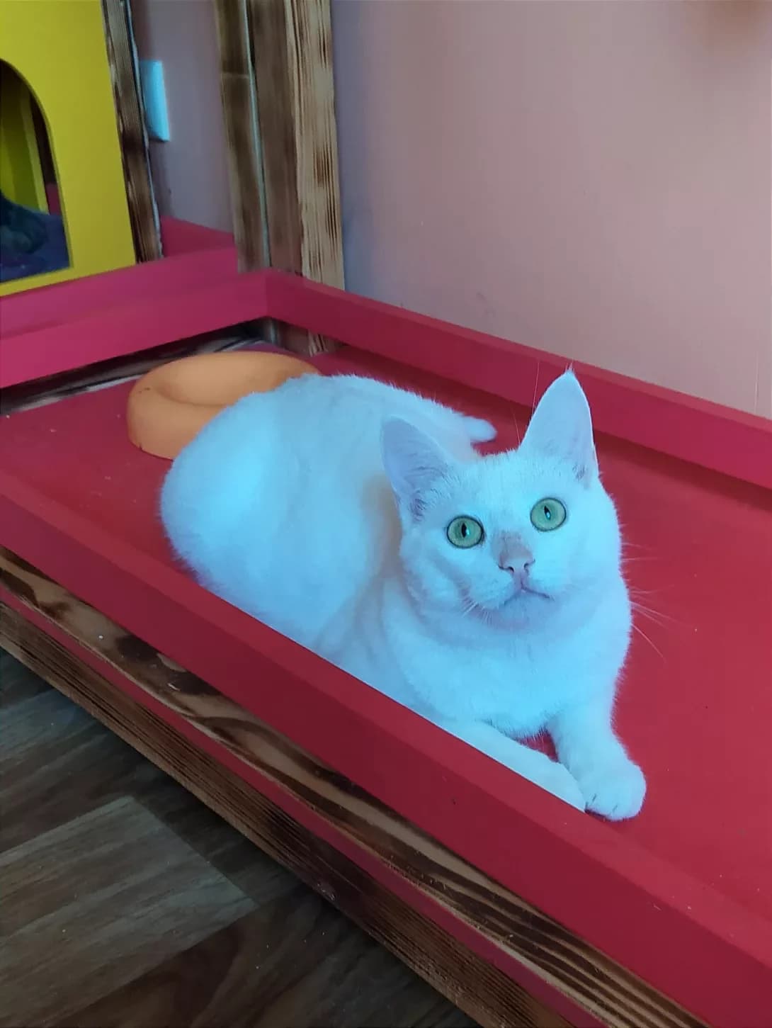 Chiko (Чіко), Mixed Breed (Happy Paw Kharkiv)