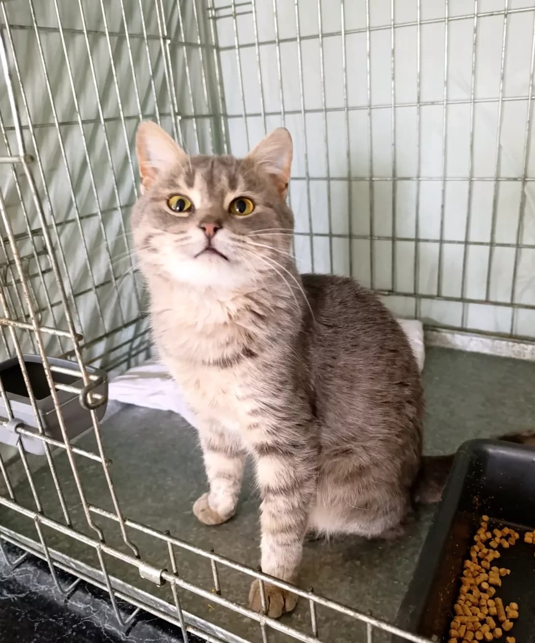 Beydzhik (Бейджик), Mixed Breed (Happy Paw Kharkiv)