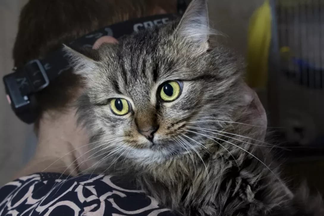 Siba (Сіба), Mixed Breed (Happy Paw Kyiv)
