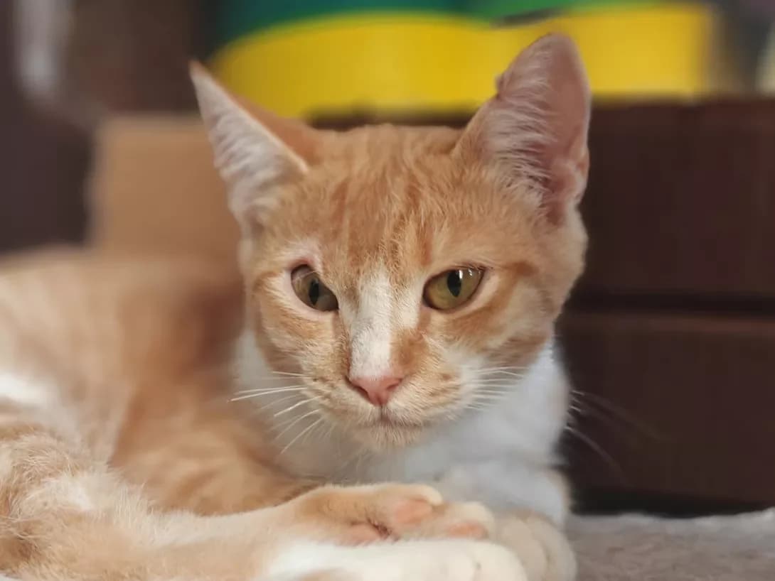 Feniks (Фенікс), Mixed Breed (Happy Paw Kyiv)