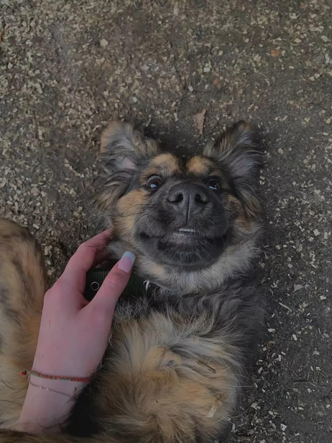 Alima (Аліма), Mixed Breed (Happy Paw Kyiv Oblast)