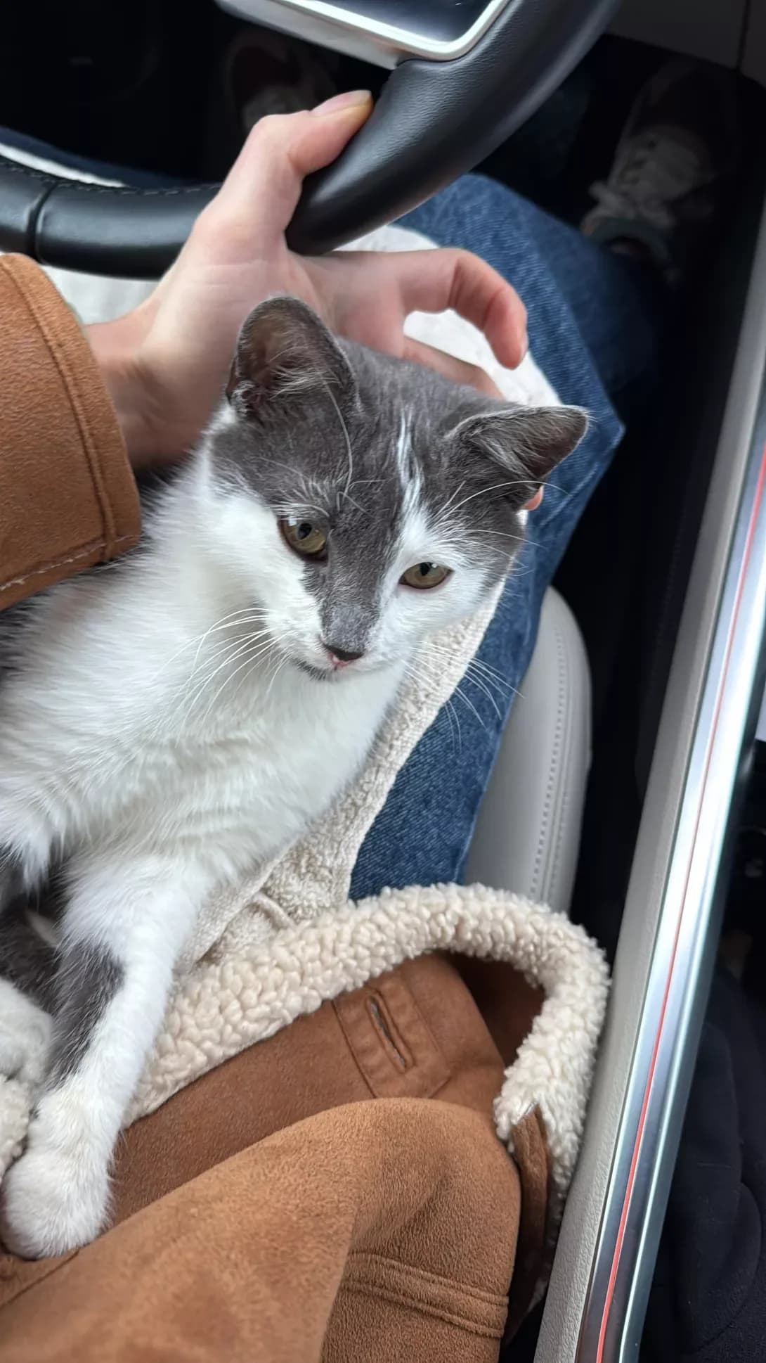 Tom (Том), male puppy Mixed Breed for adoption at Happy Paw Volyn Oblast