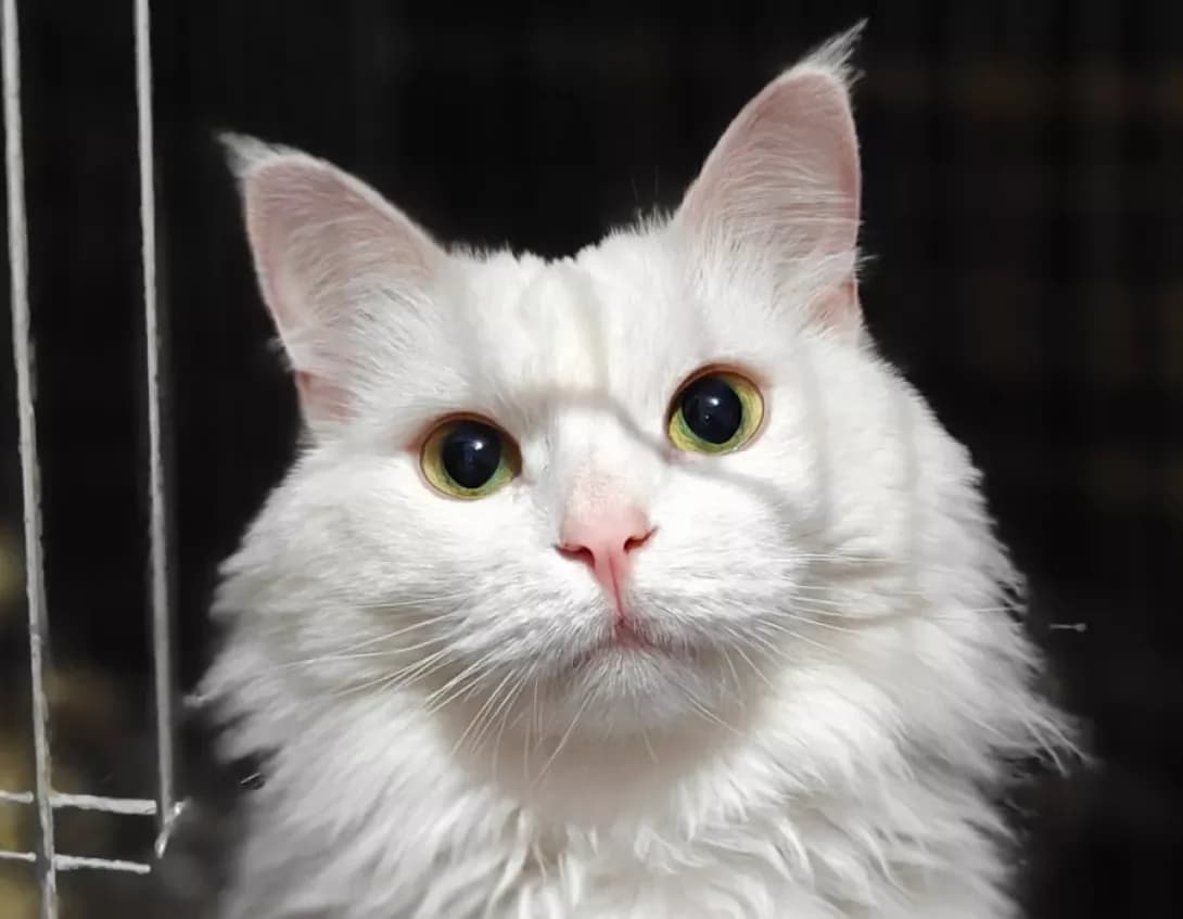 Luna (Луна), Mixed Breed (Happy Paw Kyiv)