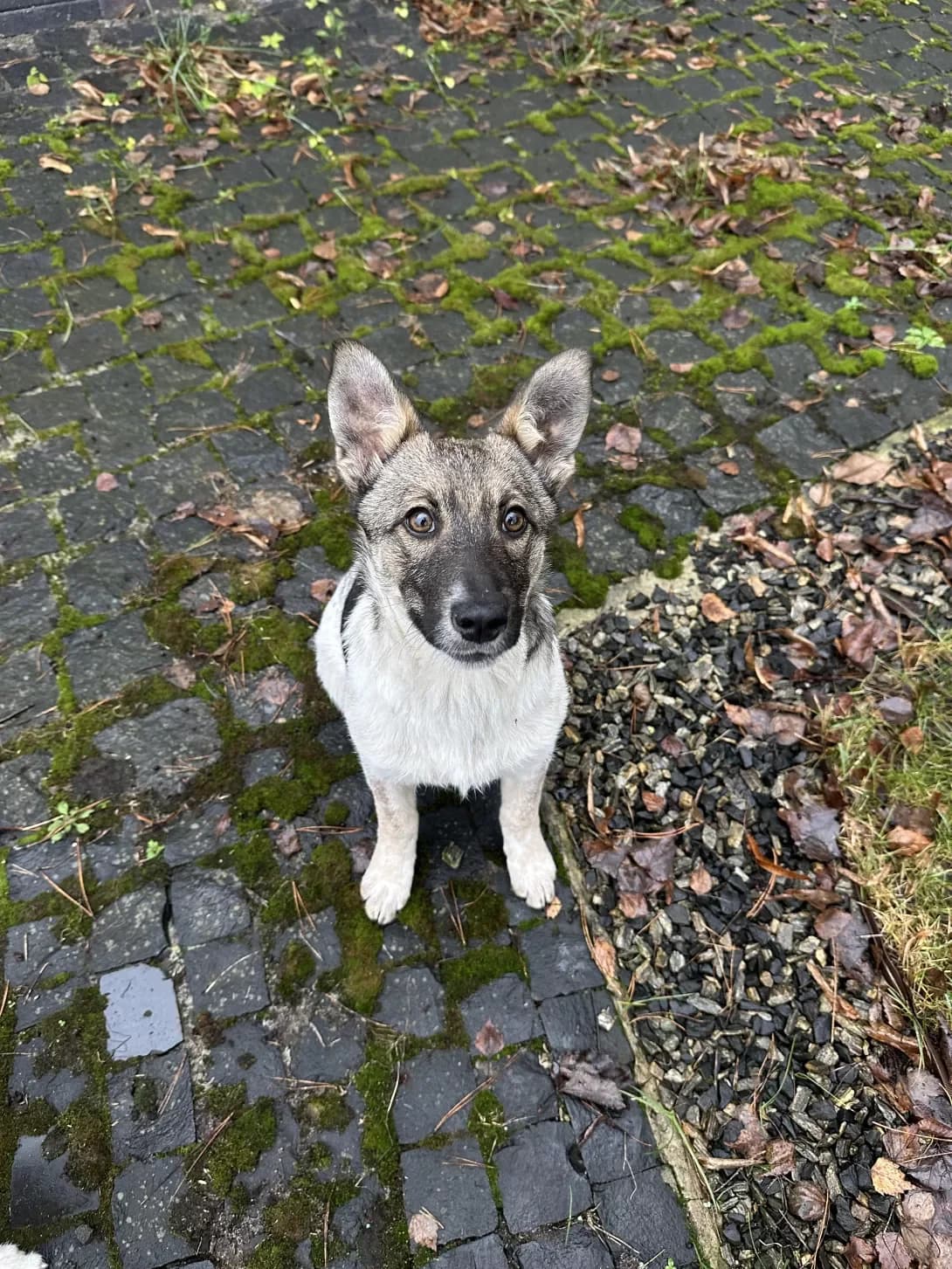 Solomiyka (Соломійка), female puppy Mixed Breed for adoption at Happy Paw Kyiv