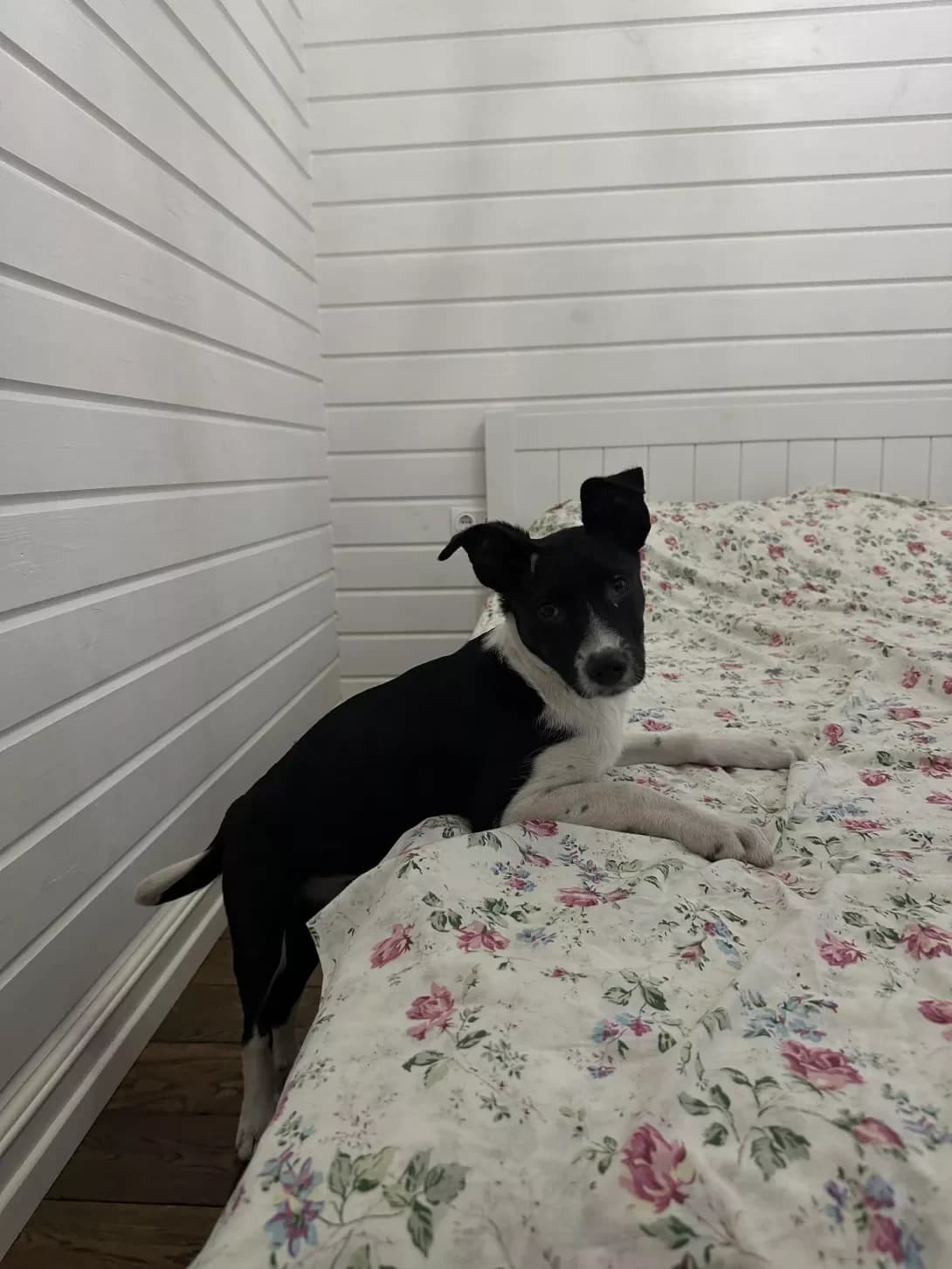 Stafi (Стафі), female puppy Mixed Breed for adoption at Happy Paw Kyiv