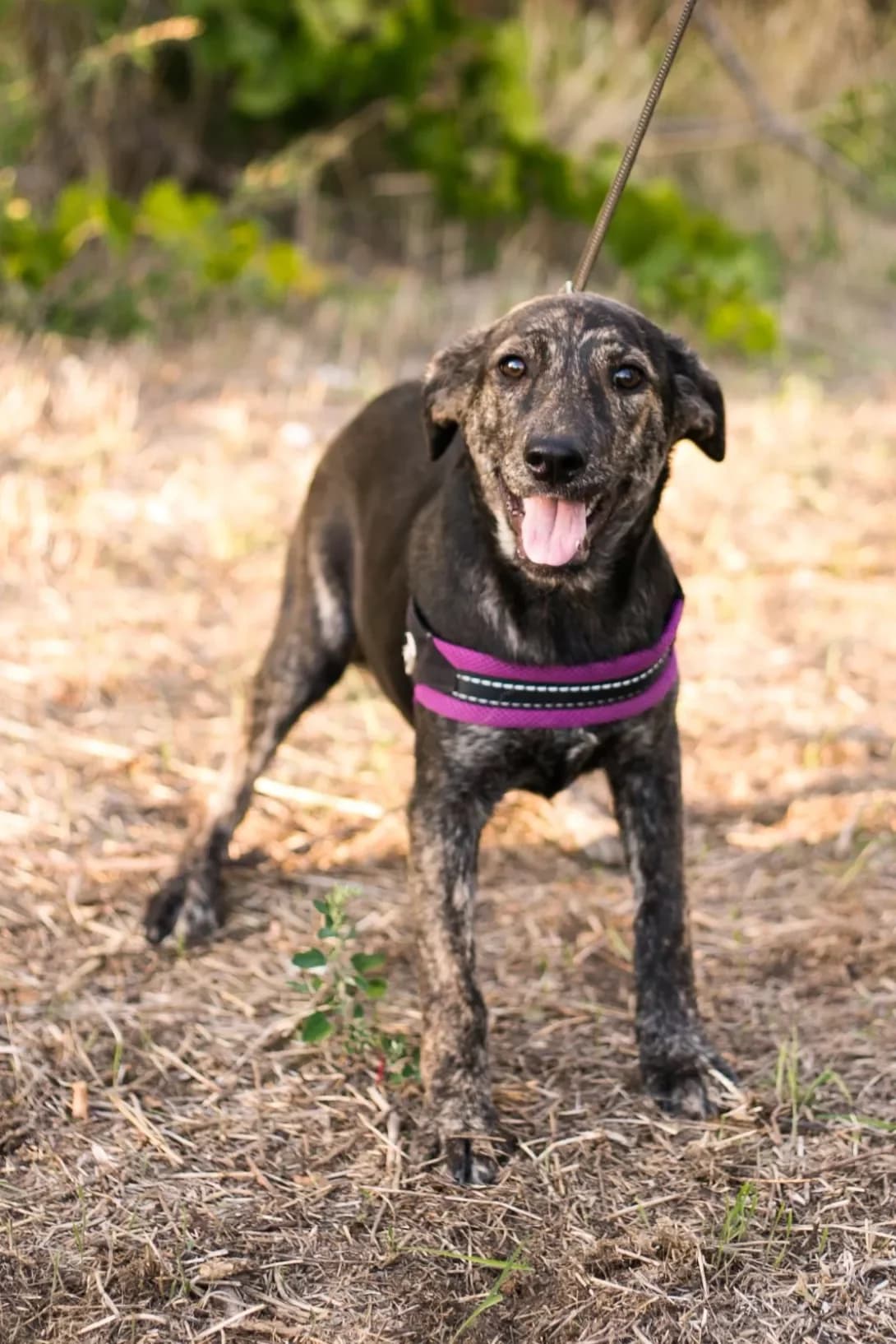 Ziva (Зіва), female puppy Mixed Breed for adoption at Happy Paw Zaporizhzhia