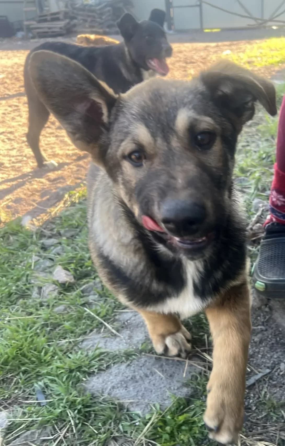 Butuz (Бутуз), Mixed Breed (Happy Paw Kyiv Oblast)