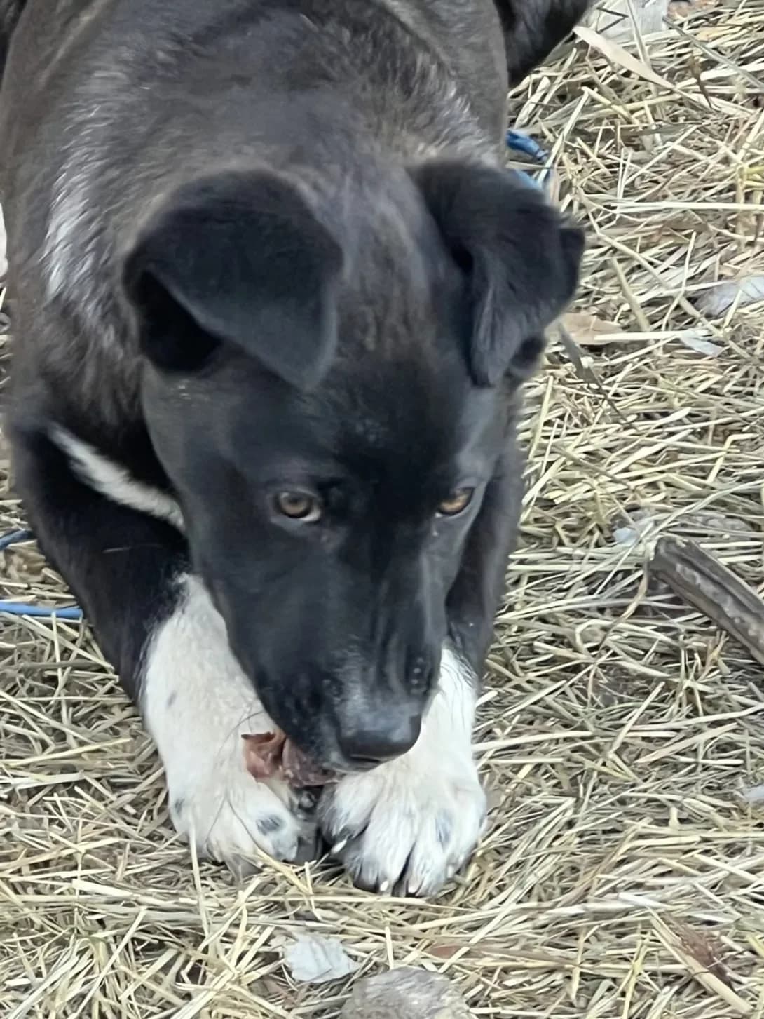 Ledi (Леді), Mixed Breed (Happy Paw Kyiv Oblast)