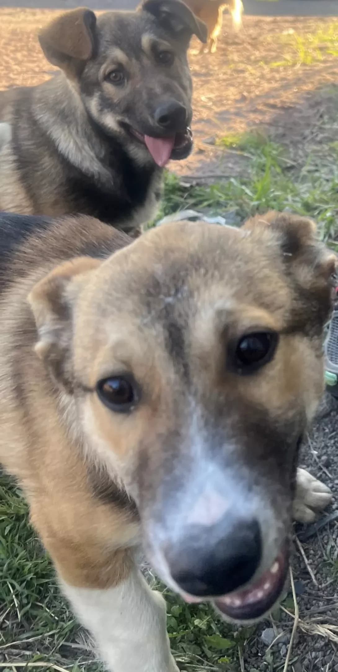 Tuzik (Тузік), Mixed Breed (Happy Paw Kyiv Oblast)
