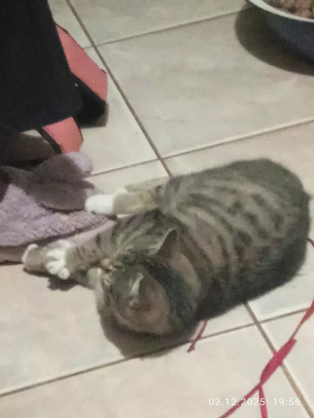 nemaye (немає), male puppy Mixed Breed for adoption at Happy Paw Ivano-Frankivsk Oblast