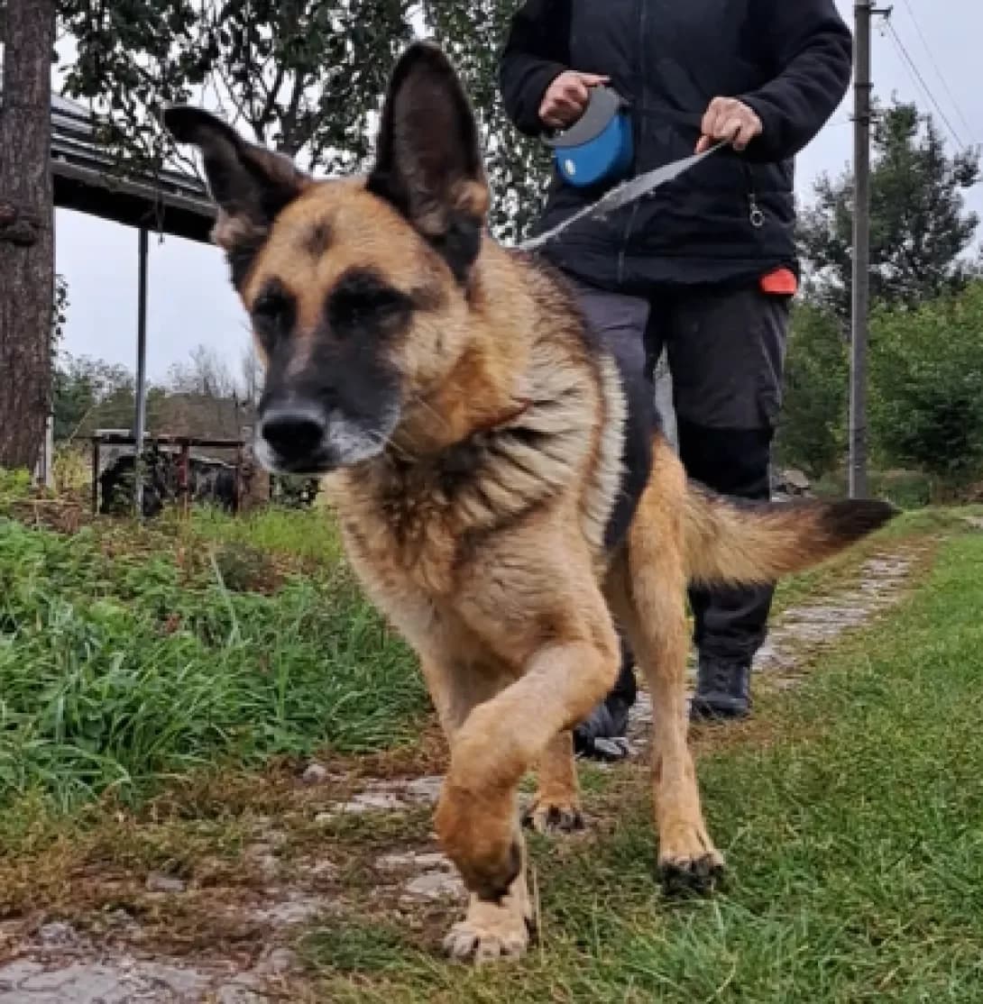 Dina (Діна), Mixed Breed (Happy Paw Kyiv Oblast)