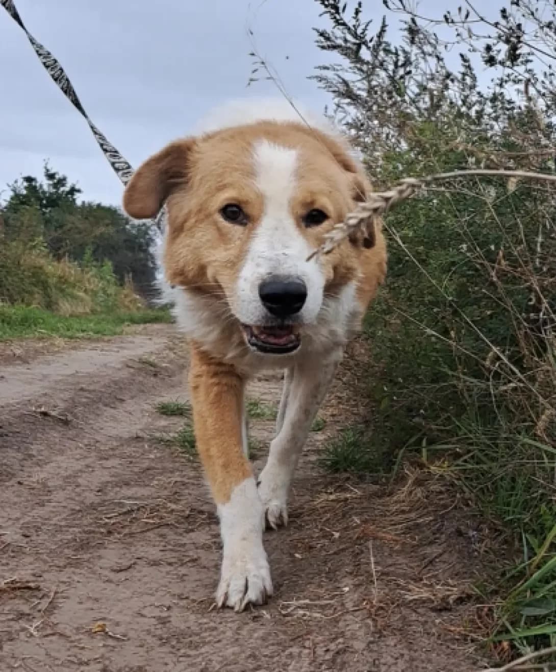 Anastasiy (Анастасій), Mixed Breed (Happy Paw Kyiv Oblast)