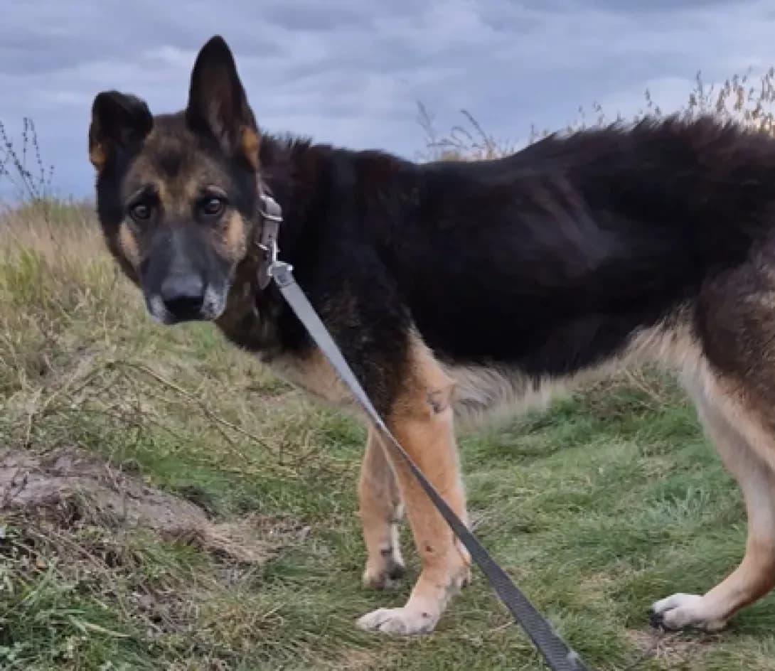 Bagira (Багіра), Mixed Breed (Happy Paw Kyiv Oblast)