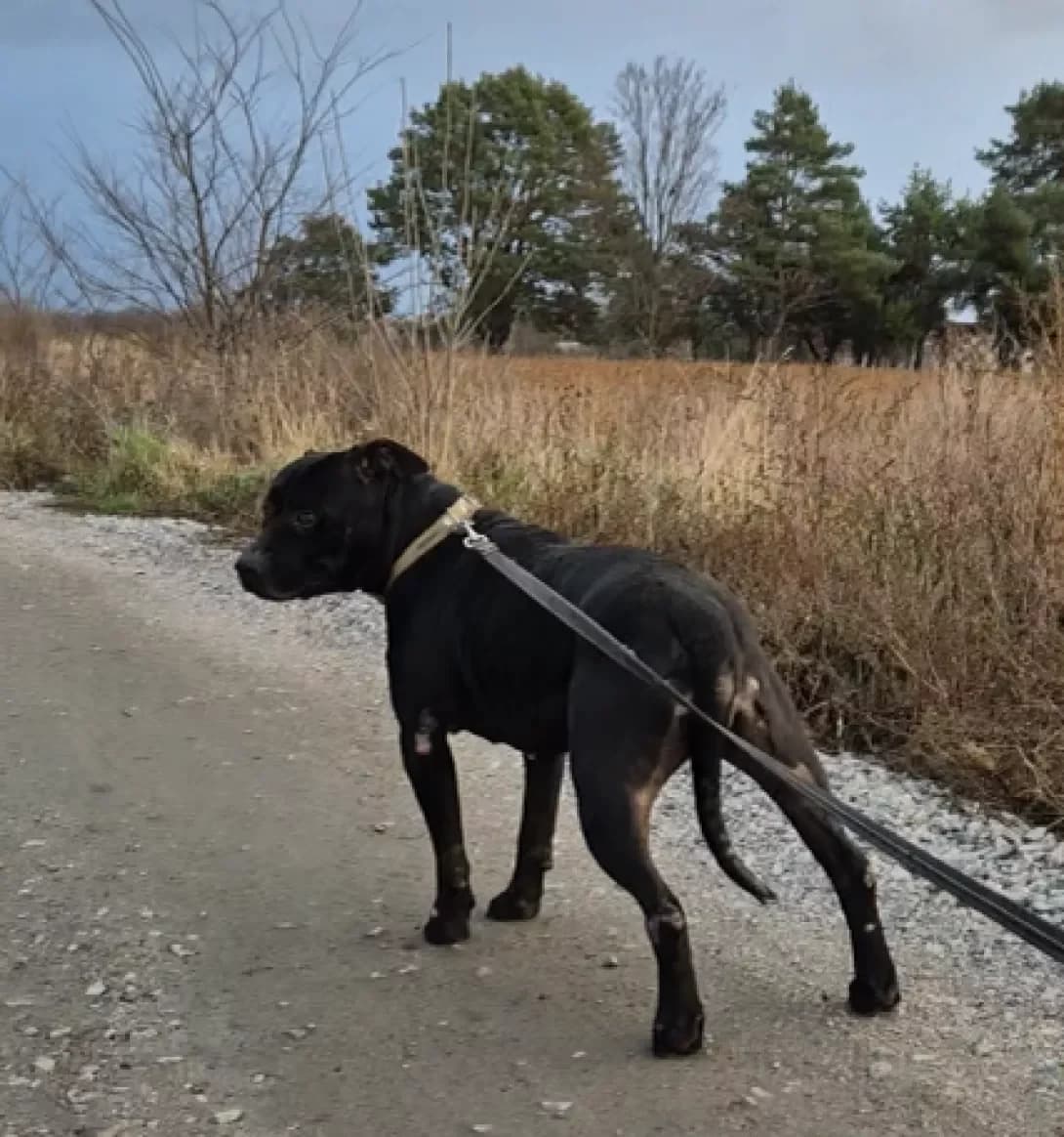 Tomka (Томка), Mixed Breed (Happy Paw Kyiv Oblast)