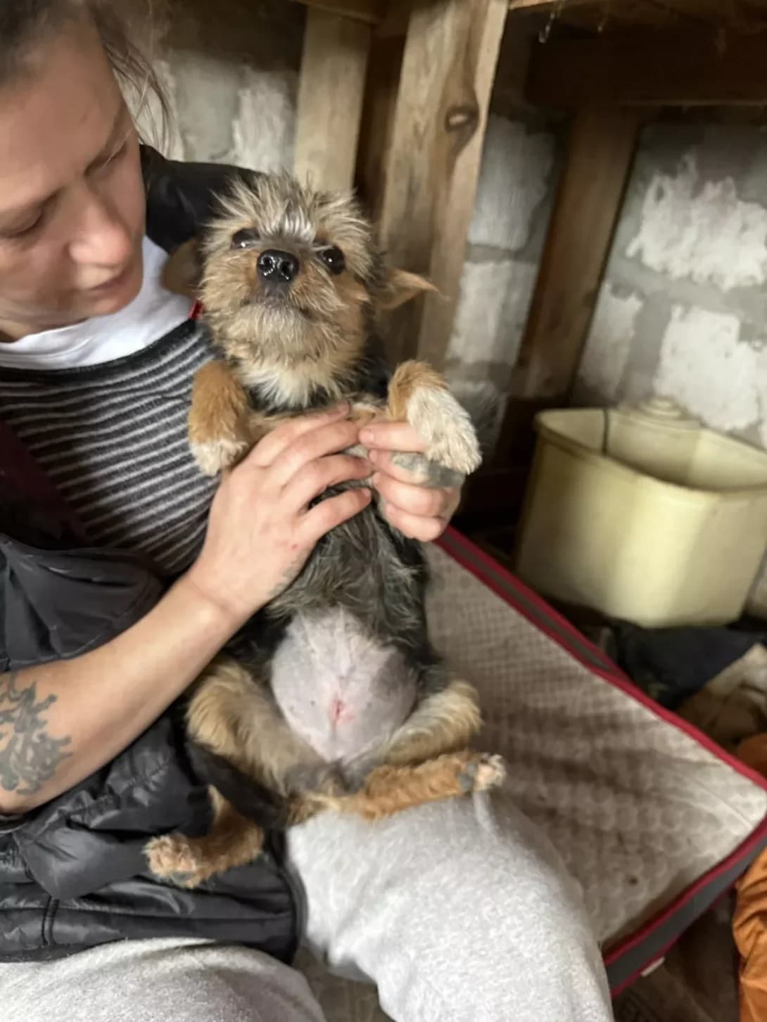 Yoka (Йока), female puppy Mixed Breed for adoption at Happy Paw Mykolaiv Oblast