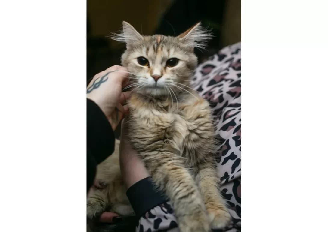 Sonya (Соня), Mixed Breed (Happy Paw Kyiv)