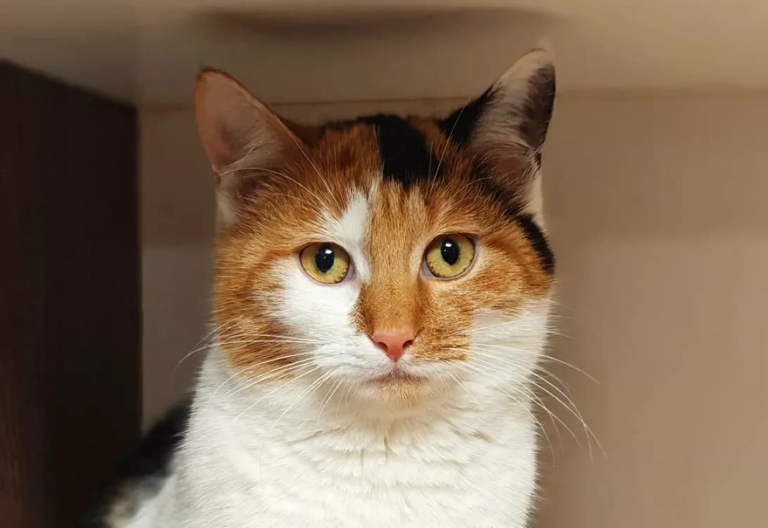 Sindi (Сінді), Mixed Breed (Happy Paw Kyiv)